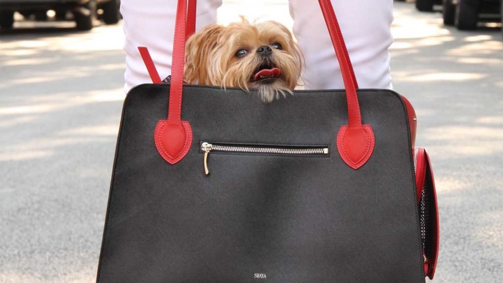 Things-You-Need-To-Consider-Before-Buying-Dog-Carrier-on-americasbestblog