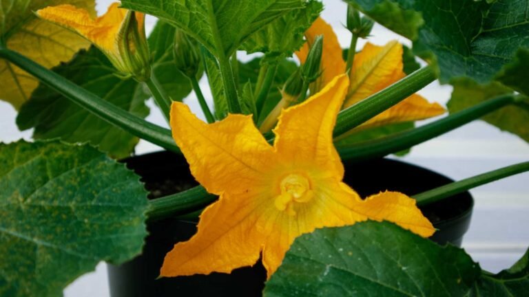 Zucchini-Flower-Woes-Troubleshooting-Common-Issues-In-Production-on-americasbestblog