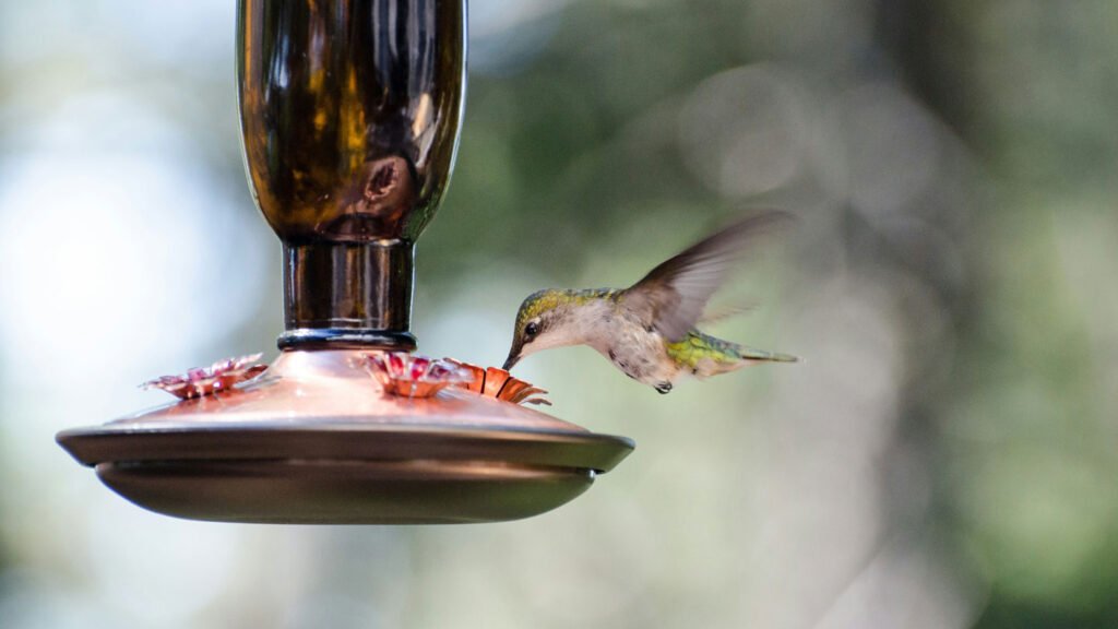 Ant-Free-Feeding---How-To-Keep-Ants-Away-From-Your-Hummingbird-Feeder-on-americasbestblog